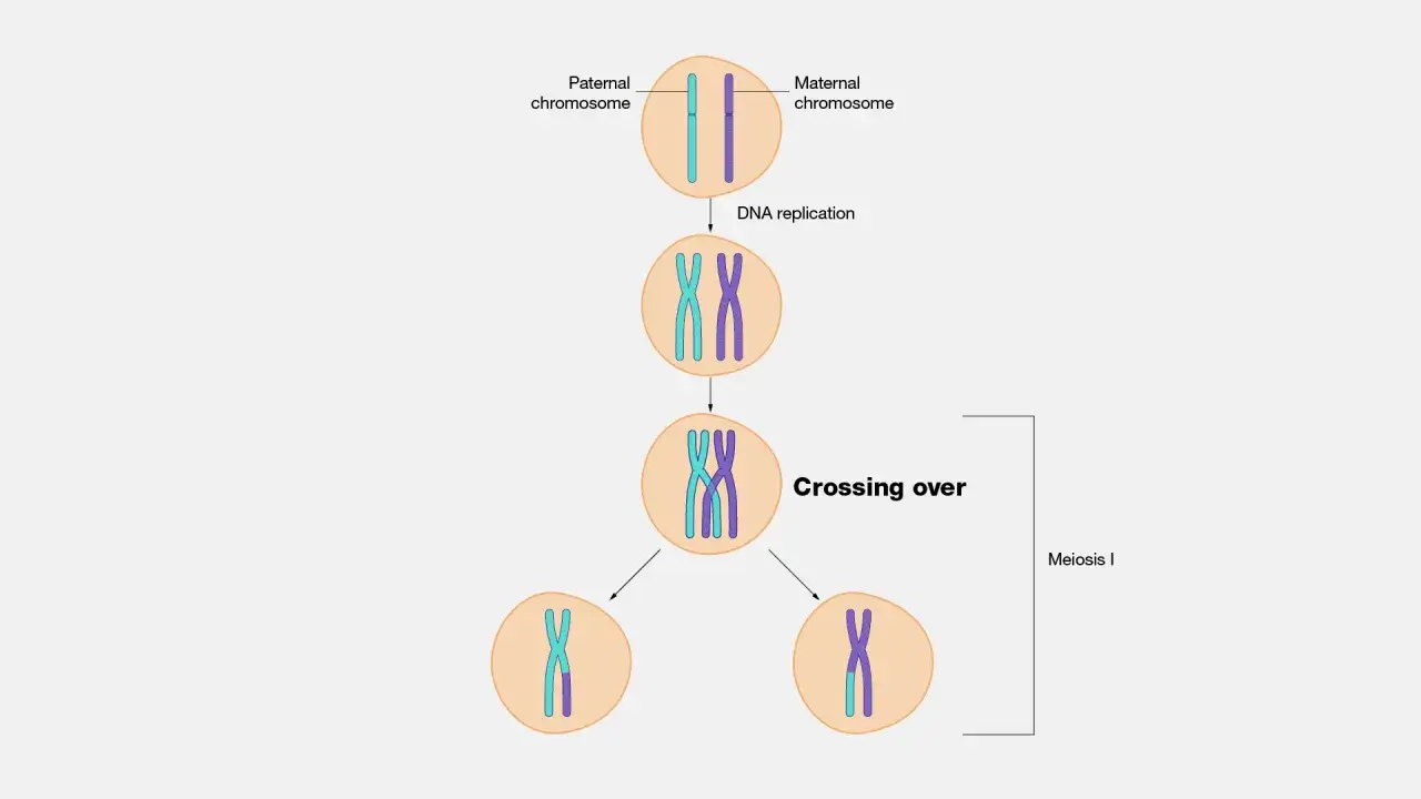 Schemat ilustruje crossing over w biologii: replikacja DNA, wymiana fragmentów chromosomów ojcowskiego i matczynego, a następnie podział mejotyczny I.