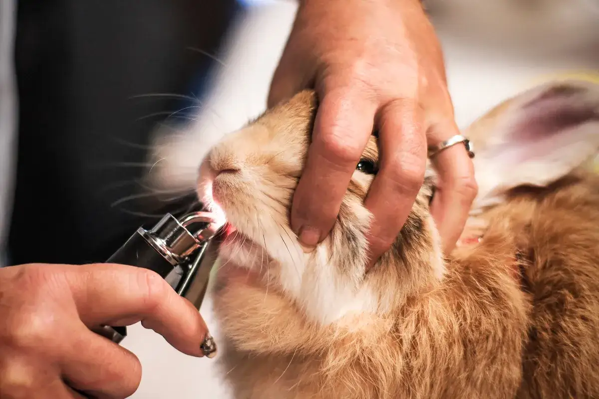 Tierarzt untersucht Kaninchen wegen Zahnproblemen. Eine Hand hält den Kopf, während ein Instrument die Zähne beleuchtet.