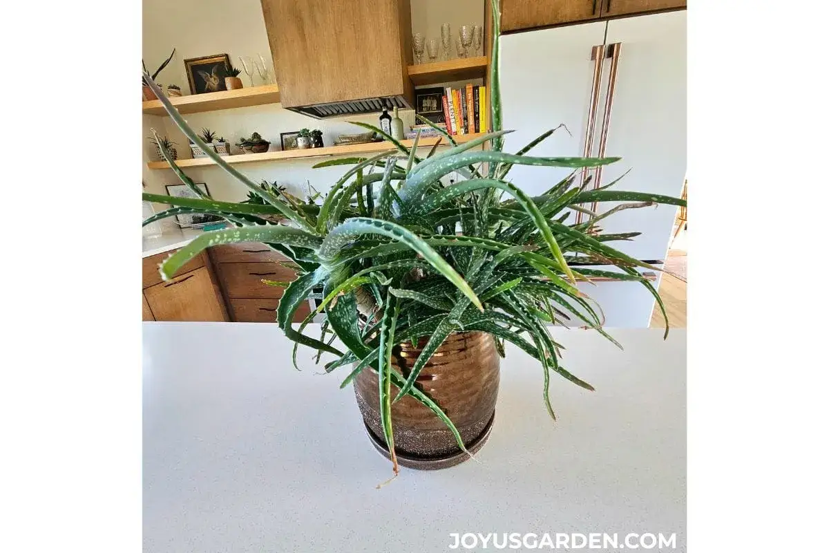 Große Aloe Vera Pflanze in einem glänzenden braunen Topf, die sich gut im Schlafzimmer macht.