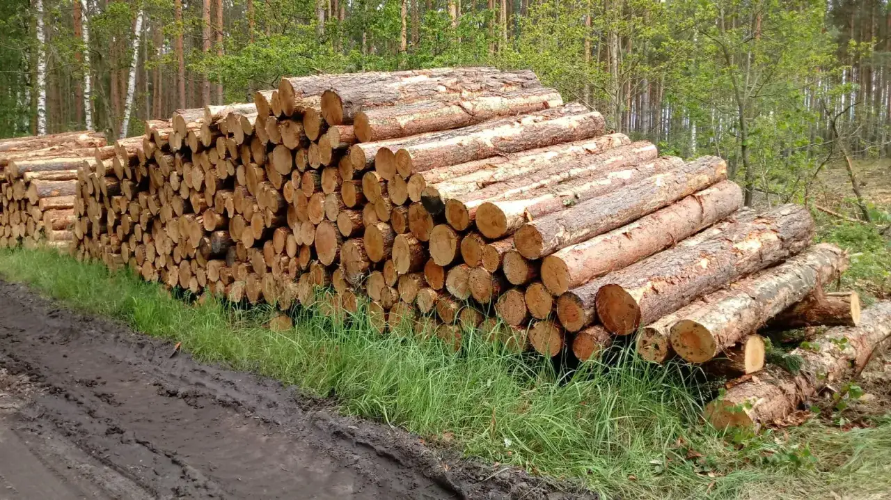 Stos ściętych pni drzew w lesie. Obok błotnista droga. Idealne miejsce, by zastanowić się, jak obliczyć m3 drewna.