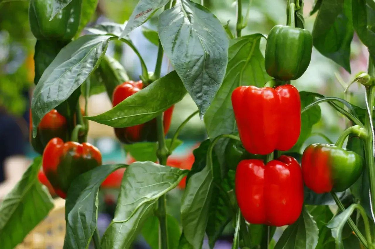 Reife rote und grüne Paprika hängen an einem Strauch, bereit zum Paprika ernten.