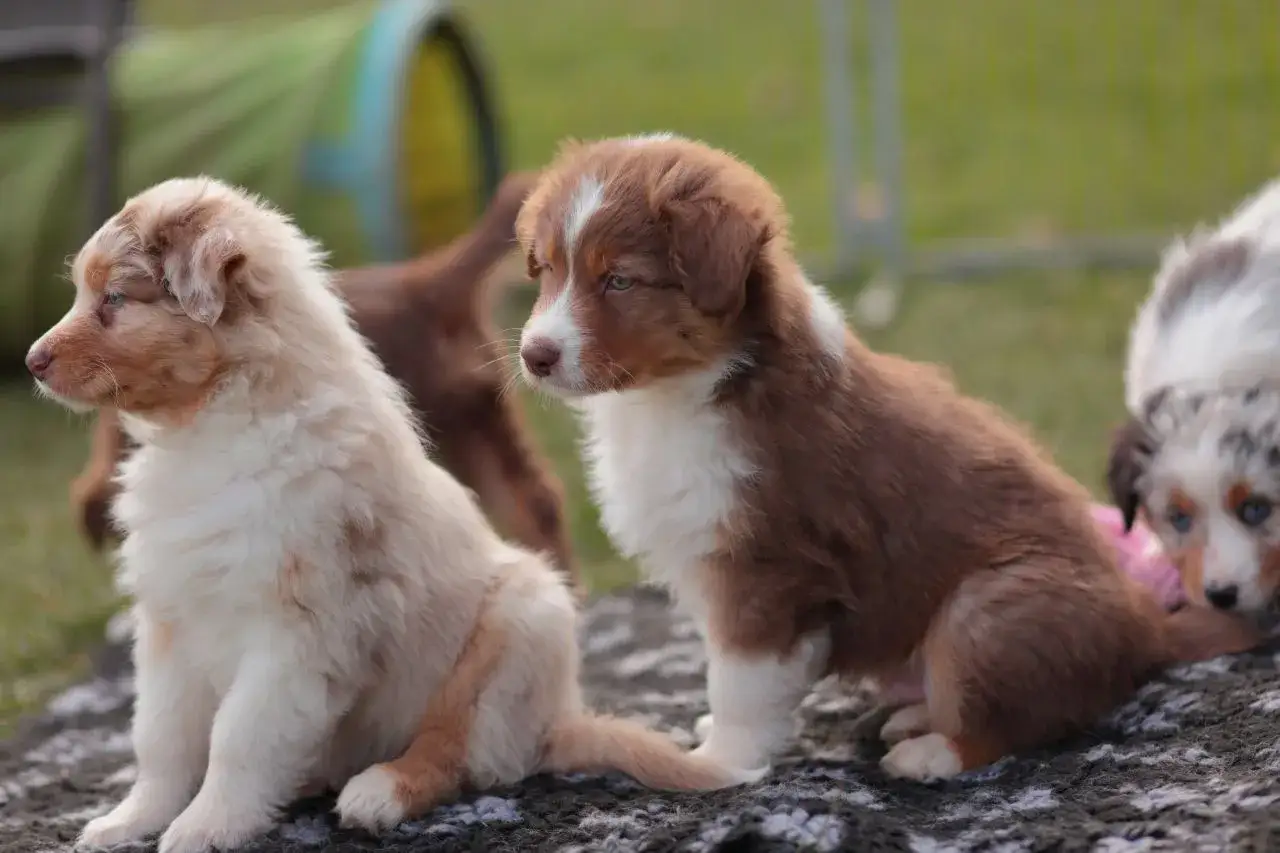 Zwei s&uuml;&szlig;e Australian Shepherd Welpen, einer hellbraun, der andere rotbraun. Beide sind gesund und munter, keine Anzeichen von australian shepherd krankheiten.