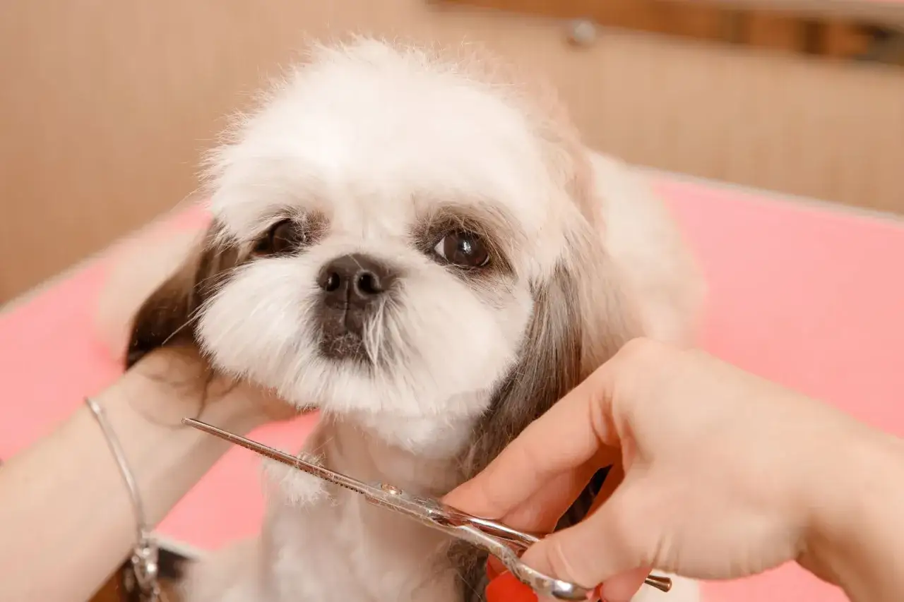 Uroczy mieszaniec yorka z shih tzu czeka na strzyżenie. Groomer delikatnie przycina jego puszyste futerko.