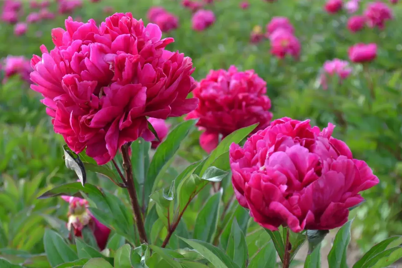 Champ de pivoines roses éclatantes, annonçant la pleine pivoine saison. Les pétales luxuriants se déploient dans un spectacle floral vibrant.