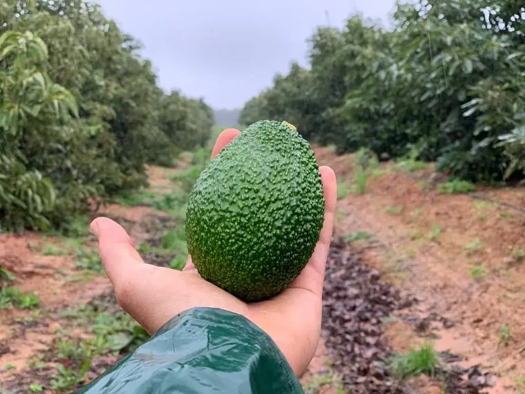 Plantacja awokado Andaluzja