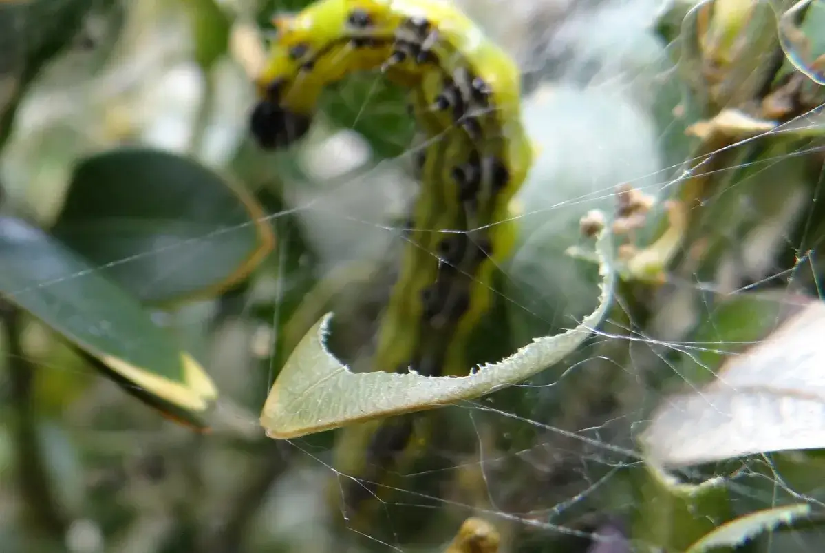 Une chenille verte, la pyrale du buis, se faufile dans sa toile sur une feuille d&eacute;chiquet&eacute;e.