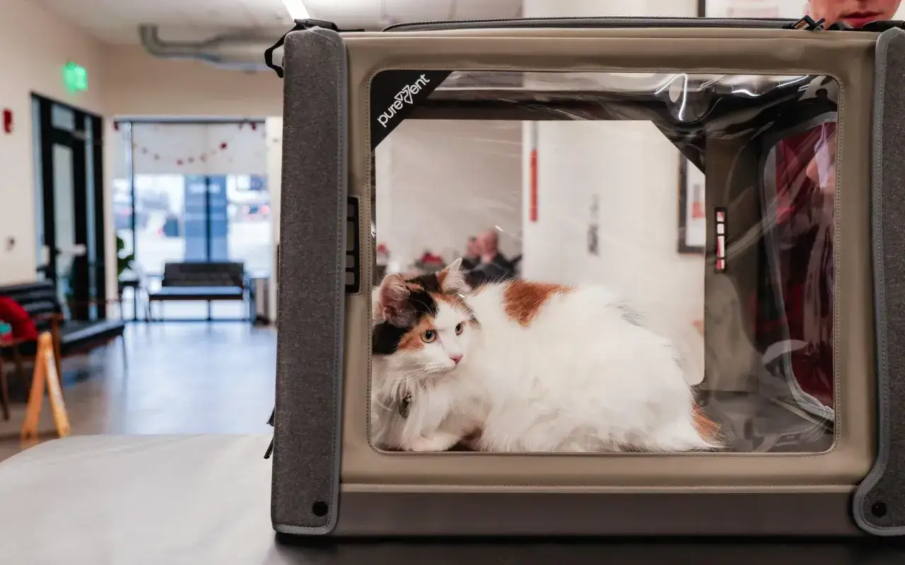 Un chat tricolore se repose dans une cage transparente, un chat sous oxygène pour son confort.