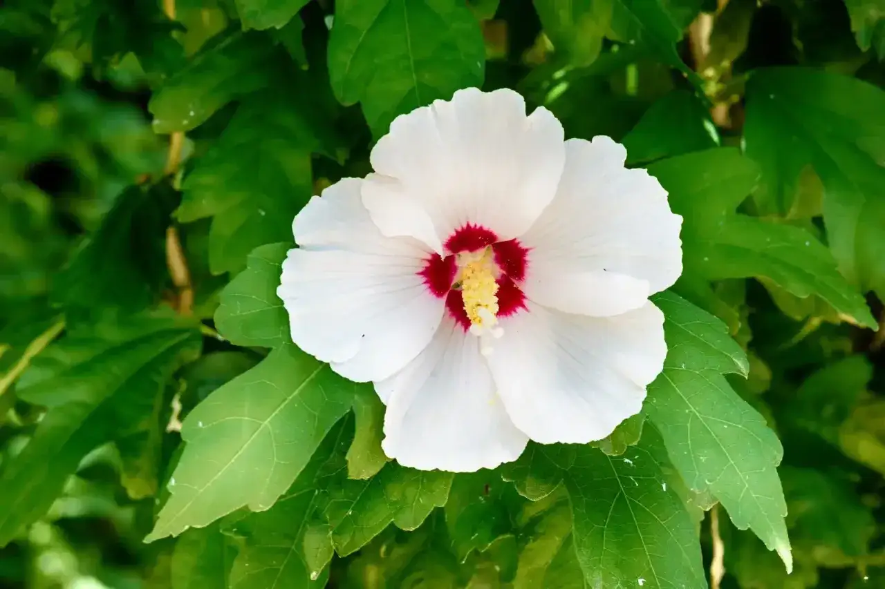 Weiße Hibiskusblüte mit rotem Zentrum, umgeben von grünen Blättern. Der ideale hibiskus standort ist sonnig und geschützt.