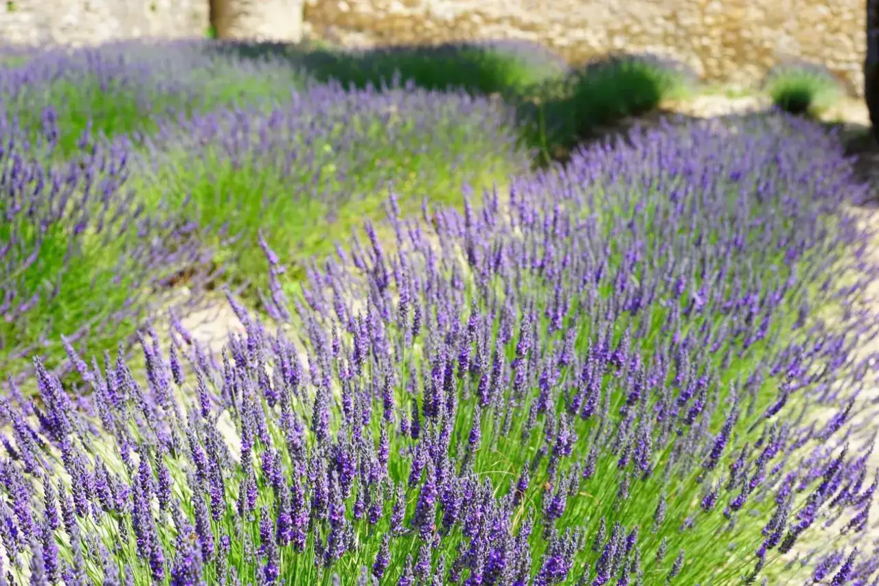 Pole pełne kwitnącej lawendy wąskolistnej (lavandula angustifolia) w słońcu, z kamiennym murem w tle.