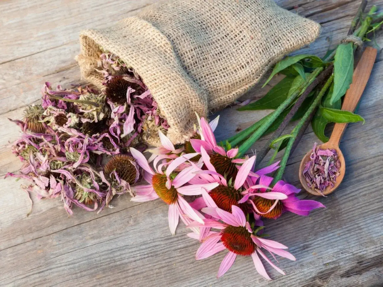 En säck med torkad echinacea och färska blommor, redo för echinacea te. En träsked med torkade örter.