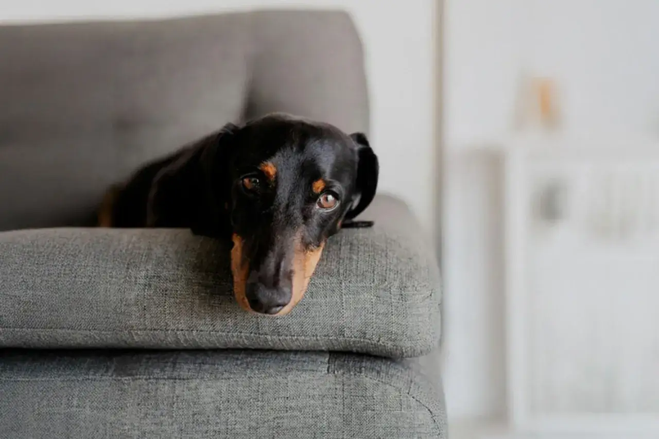 En svart och brun tax vilar p&aring; en gr&aring; soffa. Kanske v&auml;ntar den p&aring; omplacering hund och hoppas p&aring; ett nytt hem.