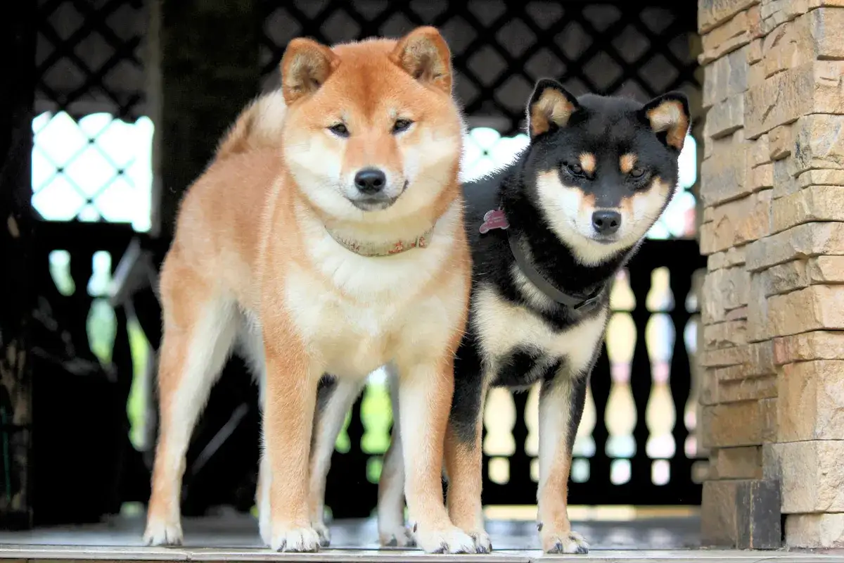 Dwa małe psy rasy shiba inu, jeden rudy, drugi czarny, stoją obok siebie.