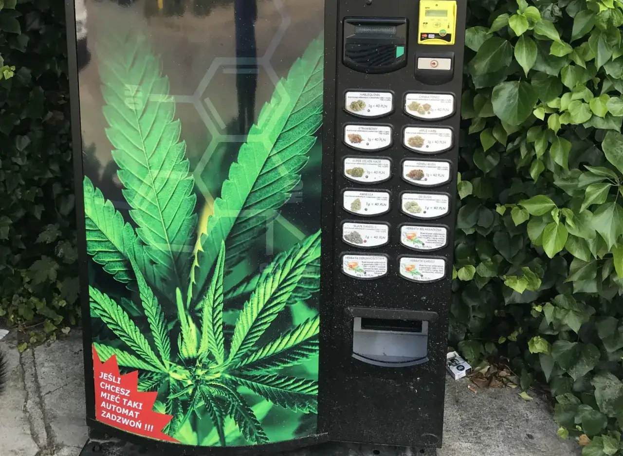 Automaty z konopiami oferują różne odmiany, w tym Harlequin, Amnesia i OG Kush. Obok znajduje się zielony bluszcz.