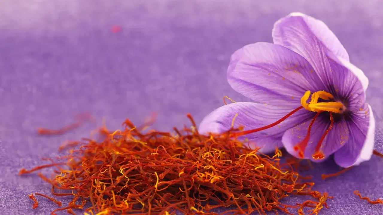 Un bulbe de safran violet et ses stigmates rouges sur fond lilas. Le moment idéal pour récolter le safran est juste avant que la fleur ne s'ouvre complètement.