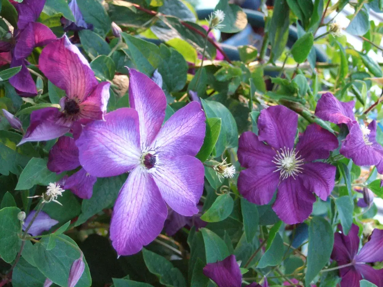 Lila klematisblommor blommar frodigt bland gröna blad. En av blommorna är i fokus, med sina fem kronblad som sträcker sig utåt.