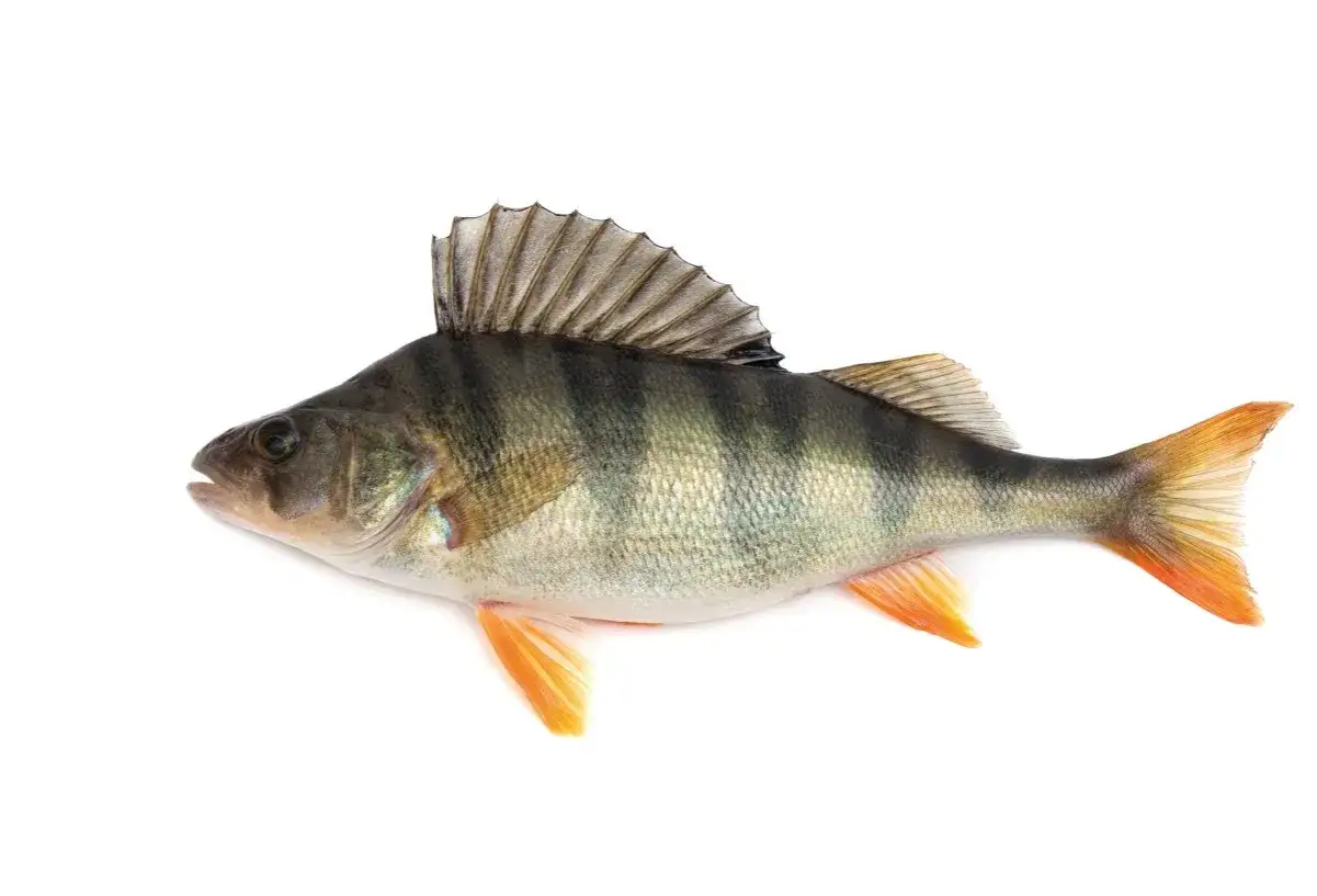 En abborre, sveriges vanligaste fisk, med sina karakteristiska mörka ränder och orange fenor, isolerad mot vit bakgrund.