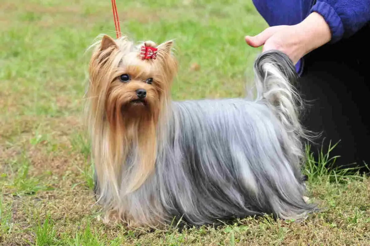 Yorkshire terrier z pięknym, długim włosem w odcieniach złota i stali. R&oacute;żne york rodzaje umaszczenia zachwycają.