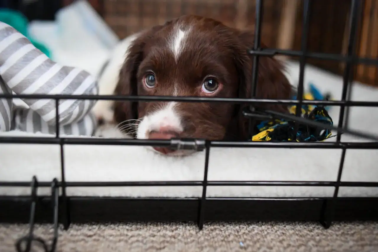 Cachorro marr&oacute;n con ojos suplicantes mira a trav&eacute;s de la jaula. A pesar de su llanto, es importante no ignorar al cachorro cuando llora para su entrenamiento.
