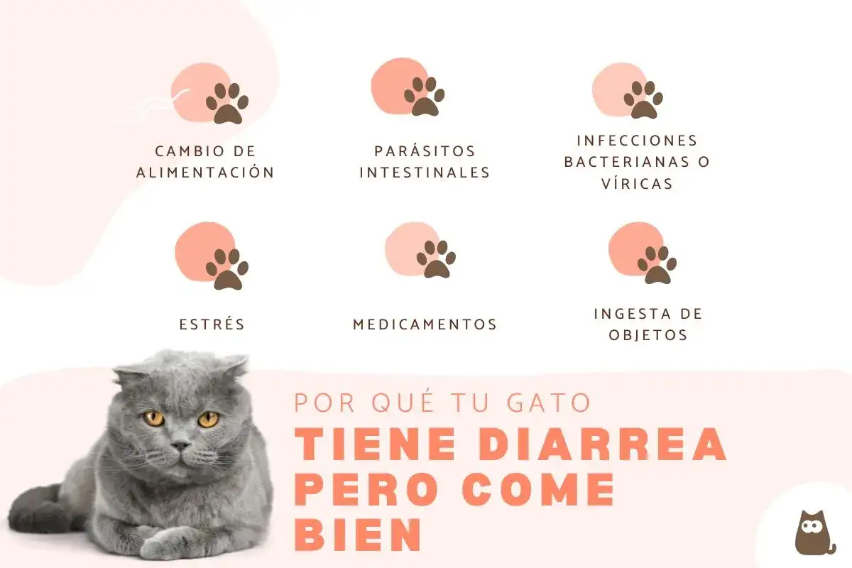 Gato gris con diarrea pero come bien. Causas: cambio de alimentación, parásitos, infecciones, estrés, medicamentos, ingesta de objetos.