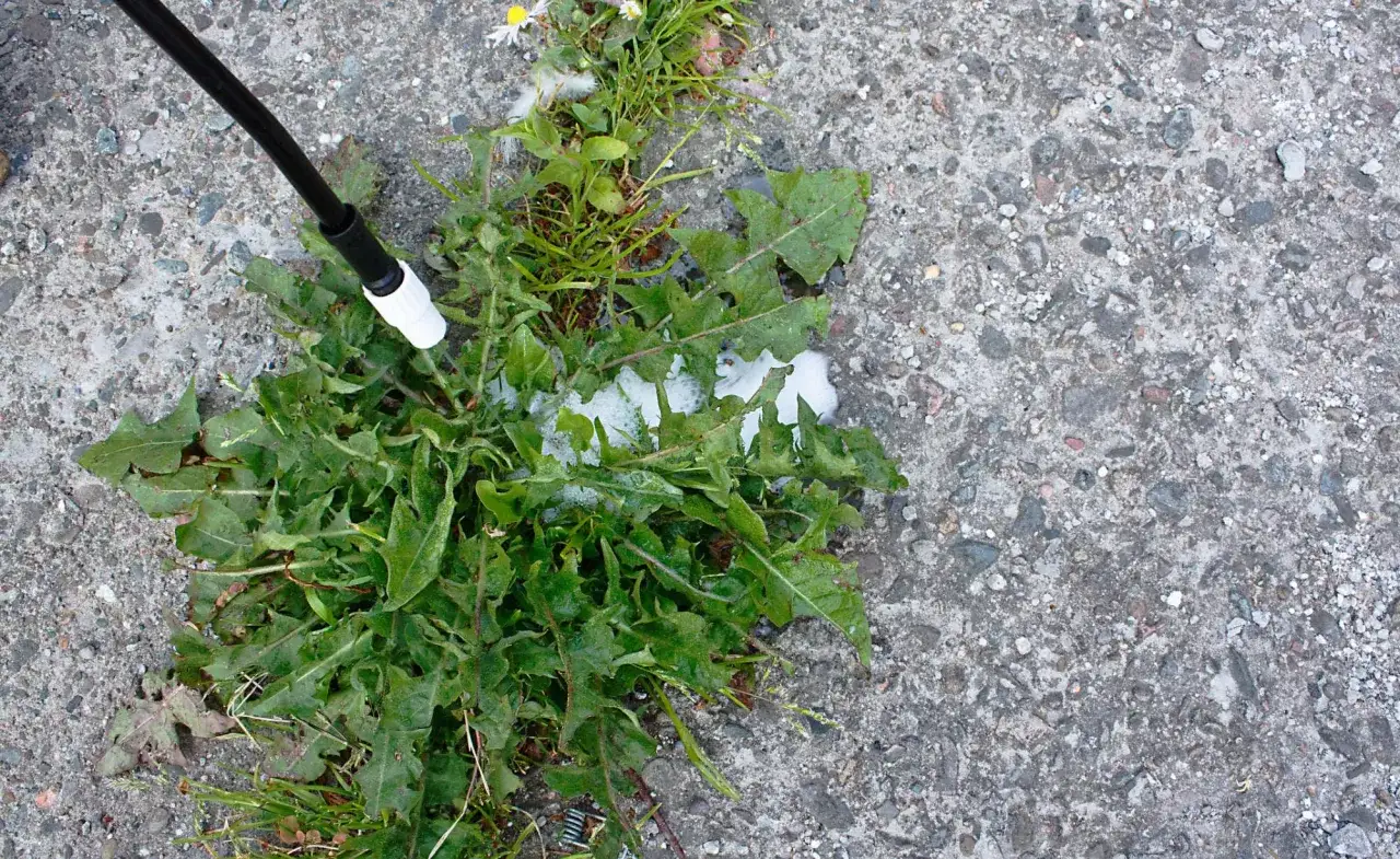 Ein Sprühkopf gibt eine schäumende Flüssigkeit auf Unkraut. Waschsoda gegen Unkraut ist eine umweltfreundliche Methode.