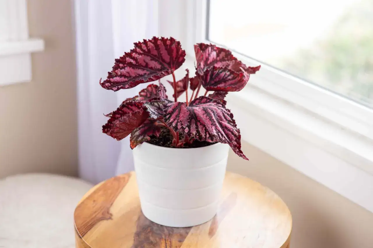 Un magnifique begonia d'int&eacute;rieur aux feuilles rouge fonc&eacute; et roses, orn&eacute; d'un motif vein&eacute;, tr&ocirc;ne dans un pot blanc sur une table en bois.