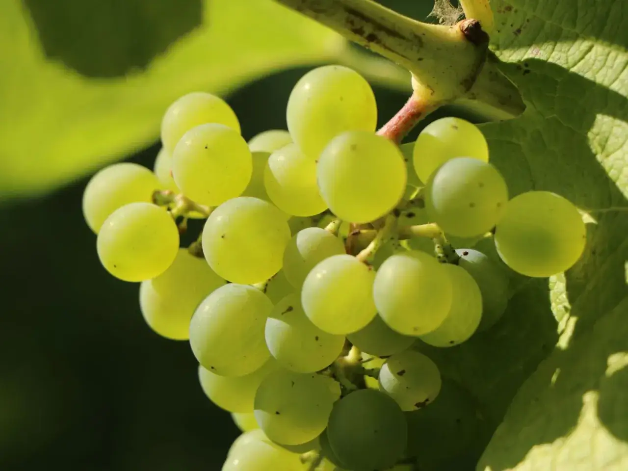 Grüne Trauben, bereit für die Kelterung zu einem aromatischen Muskat Wein.