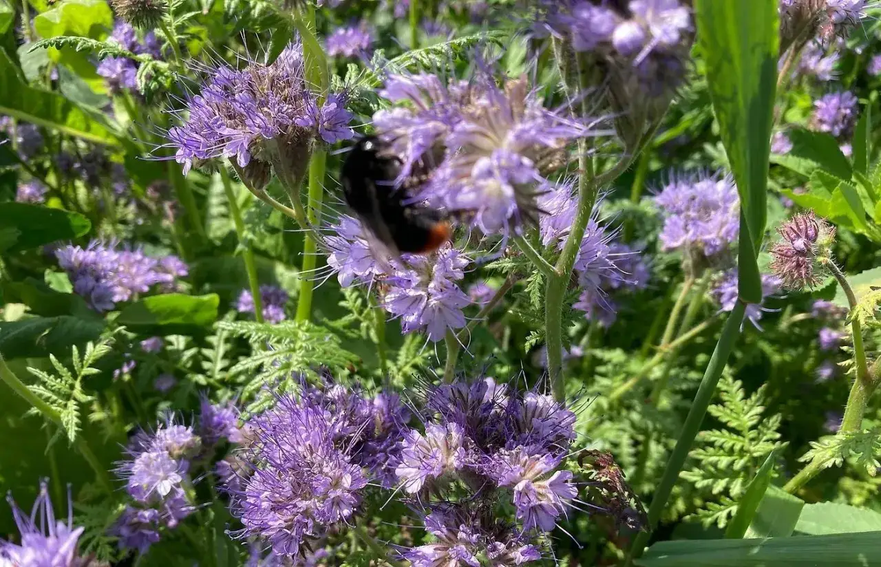 En humla samlar nektar från lila blommor i Sverige.