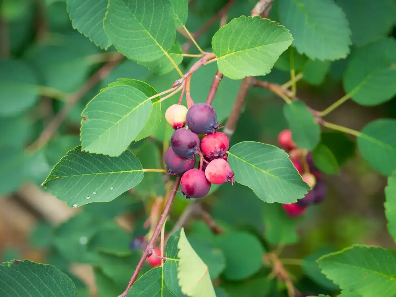 Ein Zweig mit grünen Blättern und reifenden Beeren. Vorsicht: Manche Beeren sehen aus wie wilder Wein, sind aber giftig.