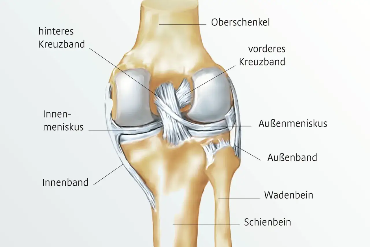 Anatomische Darstellung des Kniegelenks mit Beschriftungen. Hilfreich bei der Diagnose von knie schmerzen.