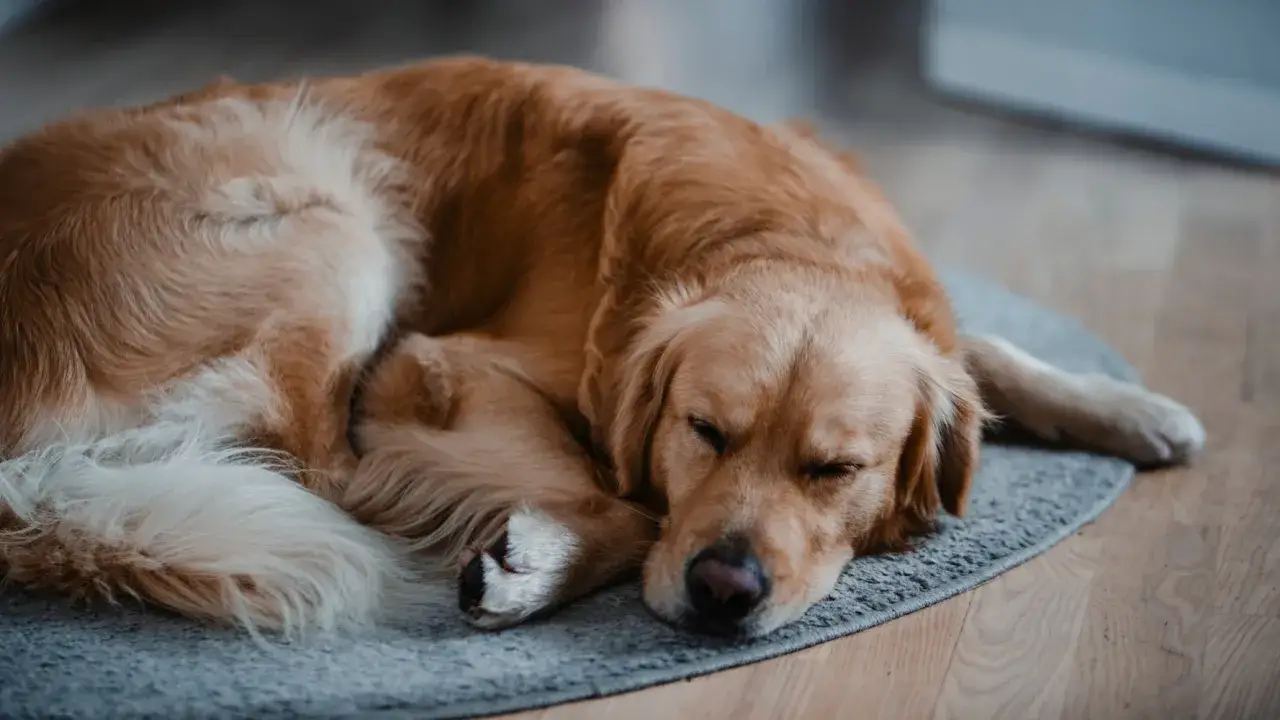 Un golden retriever dorado duerme pl&aacute;cidamente sobre una alfombra gris. Es el lugar perfecto donde acariciar a un perro para que se duerma.
