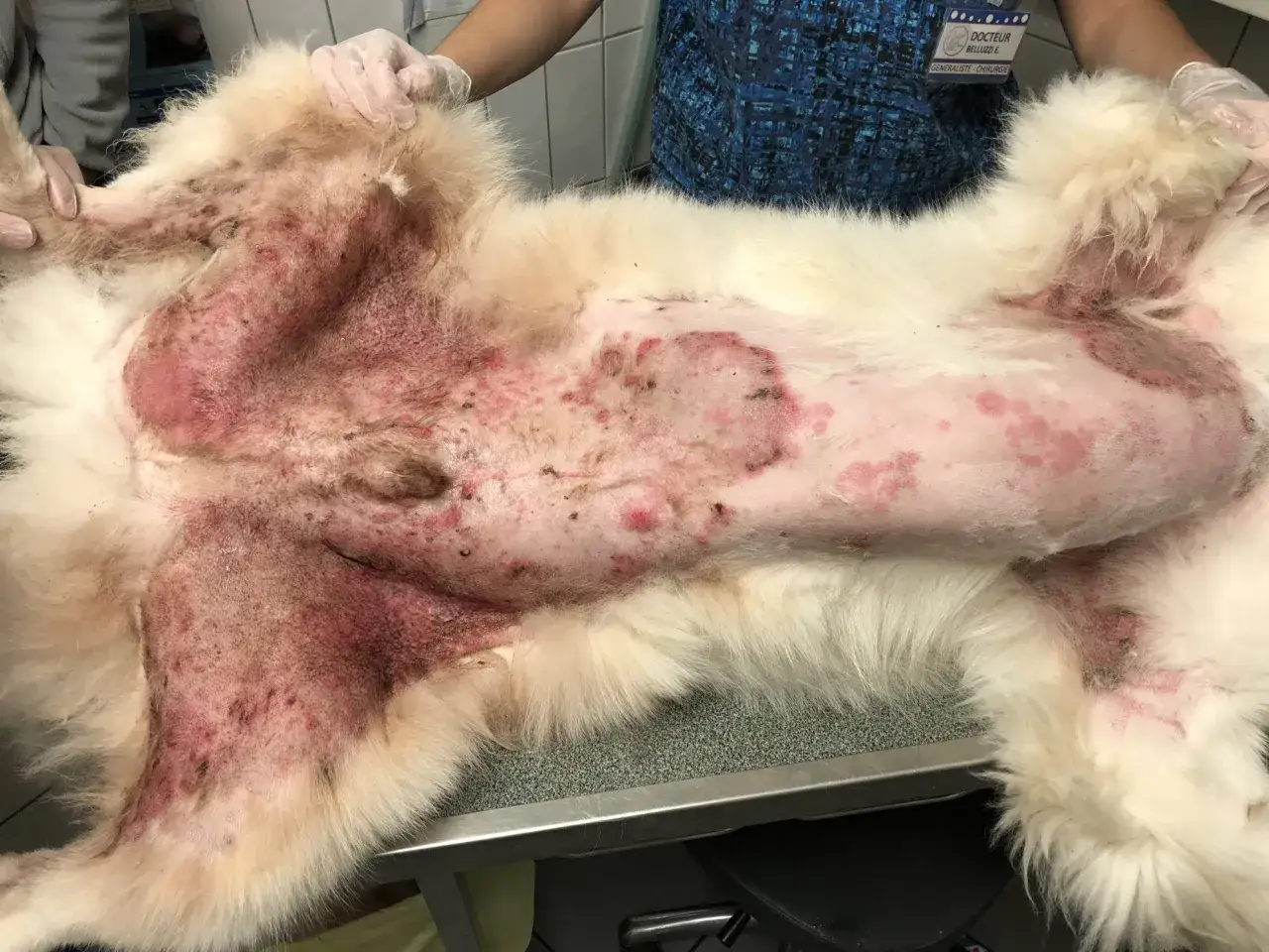 Chien souffrant d'une pyodermite sévère, avec des zones rouges et enflammées sur le ventre et les pattes.