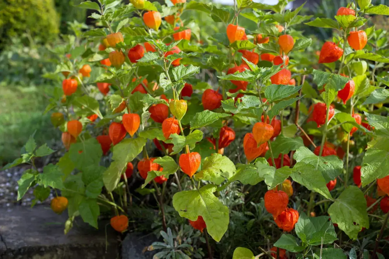 Un buisson de coqueret du P&eacute;rou, ses lanternes orange vif cachant des fruits m&ucirc;rs, illumine le jardin d'une touche exotique.