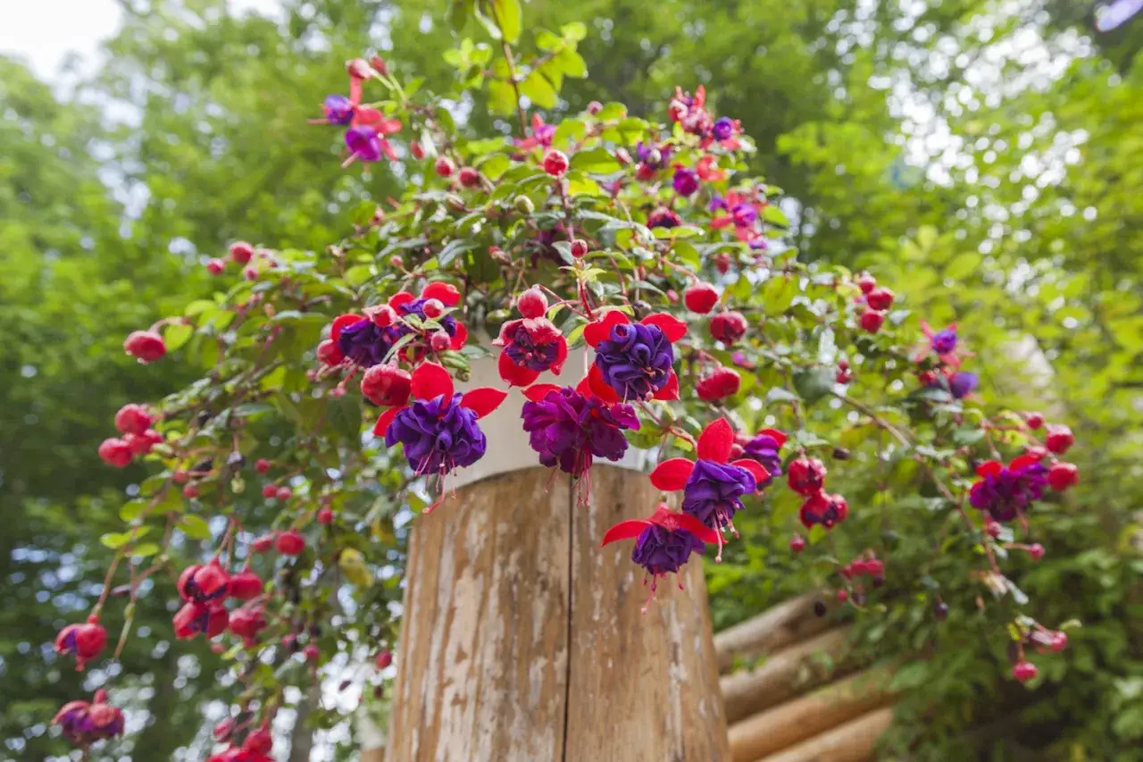 Fuchsia en pot aux fleurs bicolores rouge et violet, suspendue &agrave; un poteau en bois, avec un feuillage vert luxuriant en arri&egrave;re-plan.