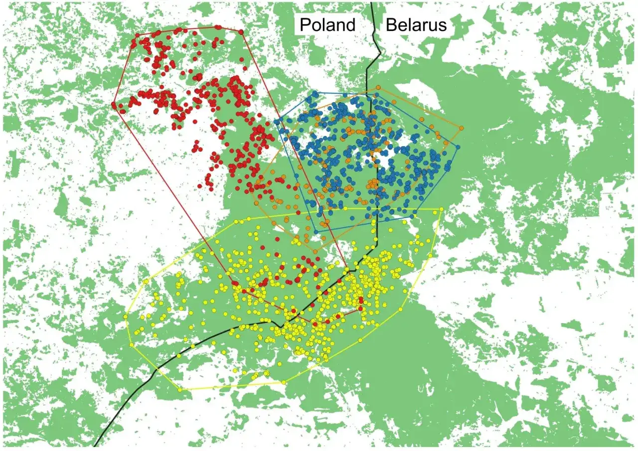 Mapa obszarów leśnych na granicy z Białorusią, z zaznaczonymi skupiskami punktów w różnych kolorach, sugerującymi rozmieszczenie zwierząt.