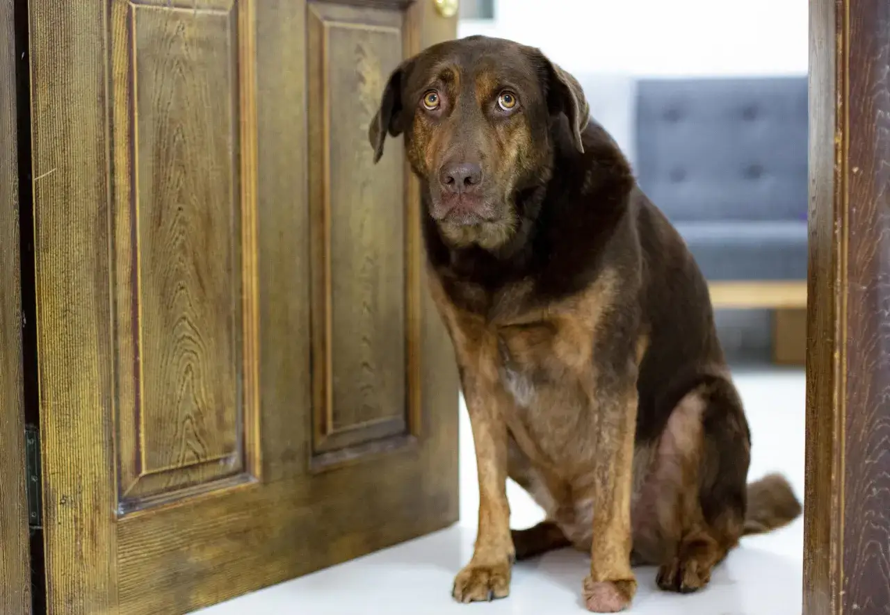 Un chien brun au regard triste, assis près d'une porte en bois, semble attendre patiemment. Son expression pourrait évoquer un **ocd chien** qui attend une routine précise.