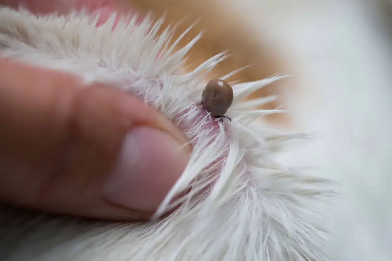Zeckenzeit bei Hunden: Ein Zeck hat sich in das wei&szlig;e Fell eines Hundes gebissen.