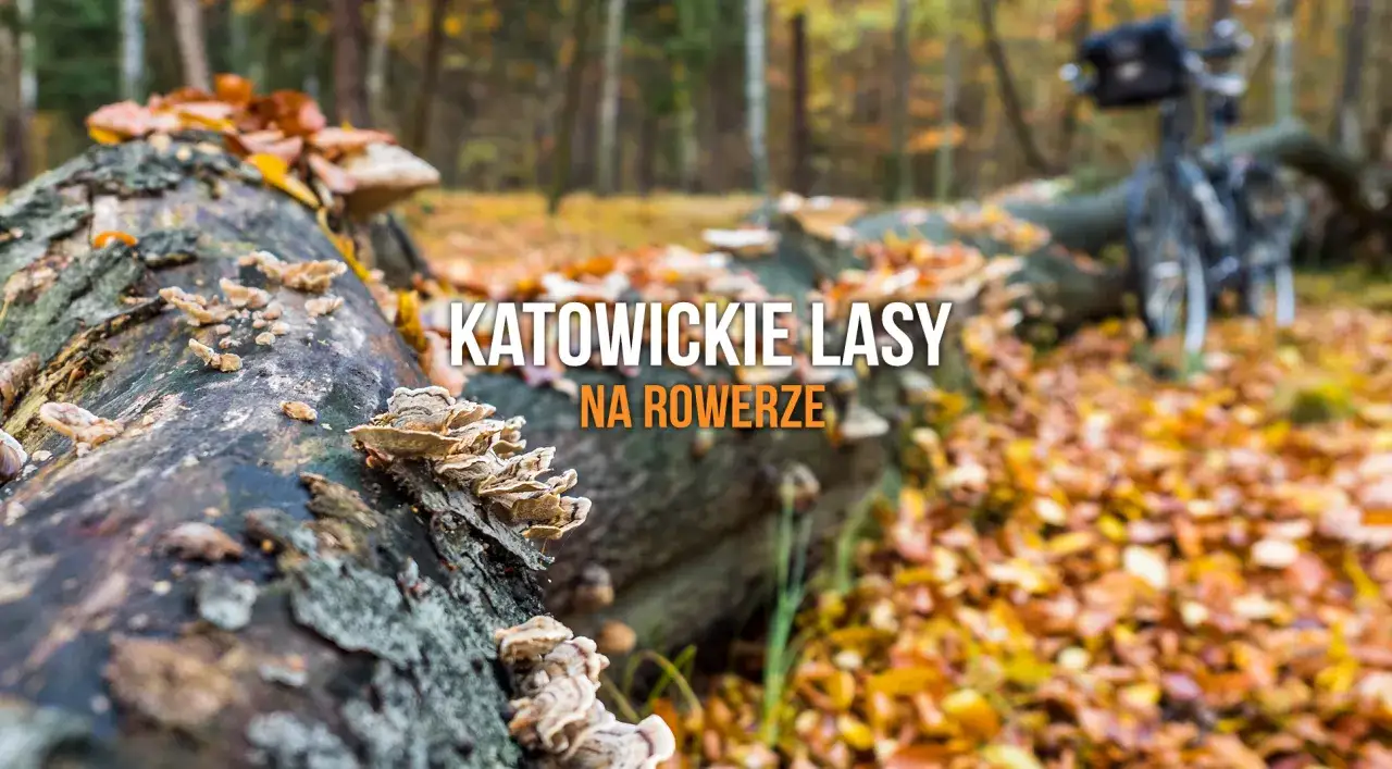 Jesienne trasy rowerowe Katowice. Rower czeka na leśnej ścieżce wśród grzybów i opadłych liści.