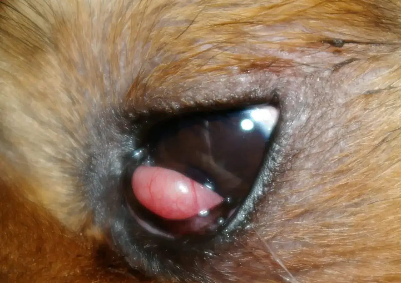 Ojo de cereza perro, una protuberancia rosada sobresale del ojo de un perro, rodeada de pelaje marrón.