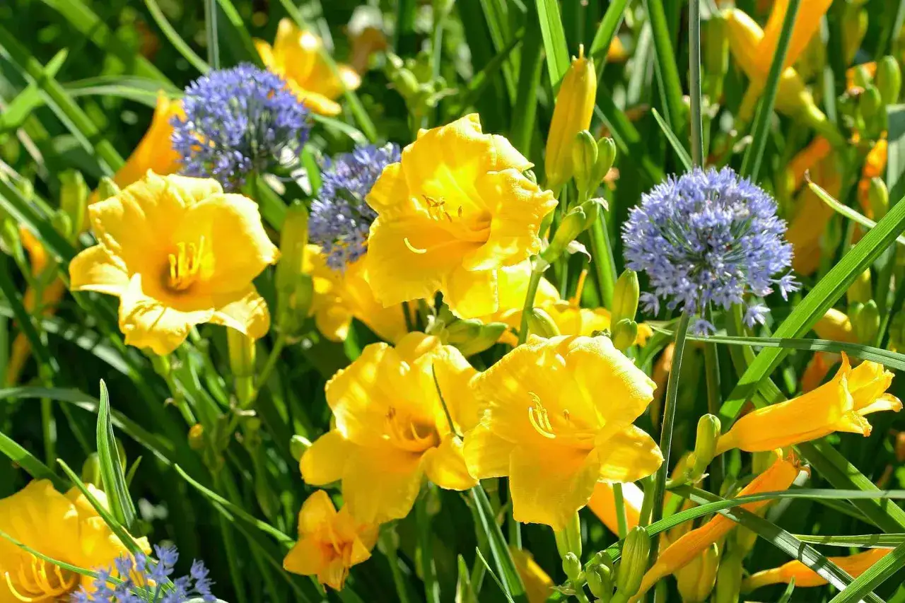 Bunte sommerblumen bilder mit namen: leuchtend gelbe Taglilien und blaue Kugellauchbl&uuml;ten im satten Gr&uuml;n.