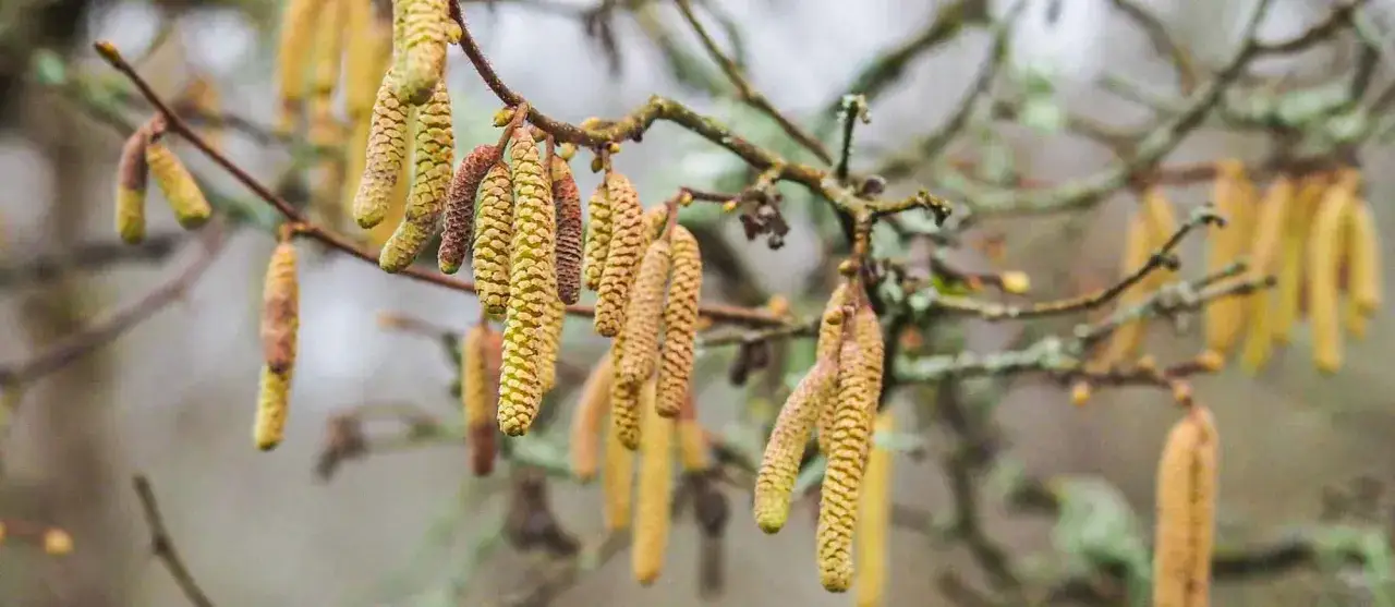 Haselnussk&auml;tzchen h&auml;ngen an einem Ast. Sie sind bereit f&uuml;r den Fr&uuml;hling, wenn sie sich zum Haselnuss schneiden eignen.