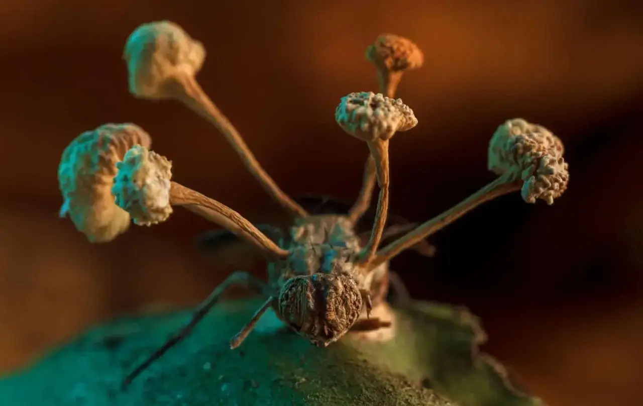 Zainteresował Cię cordyceps? To grzyb pasożytniczy, kt&oacute;ry wyrasta z martwego owada, tworząc na nim grzybowe 