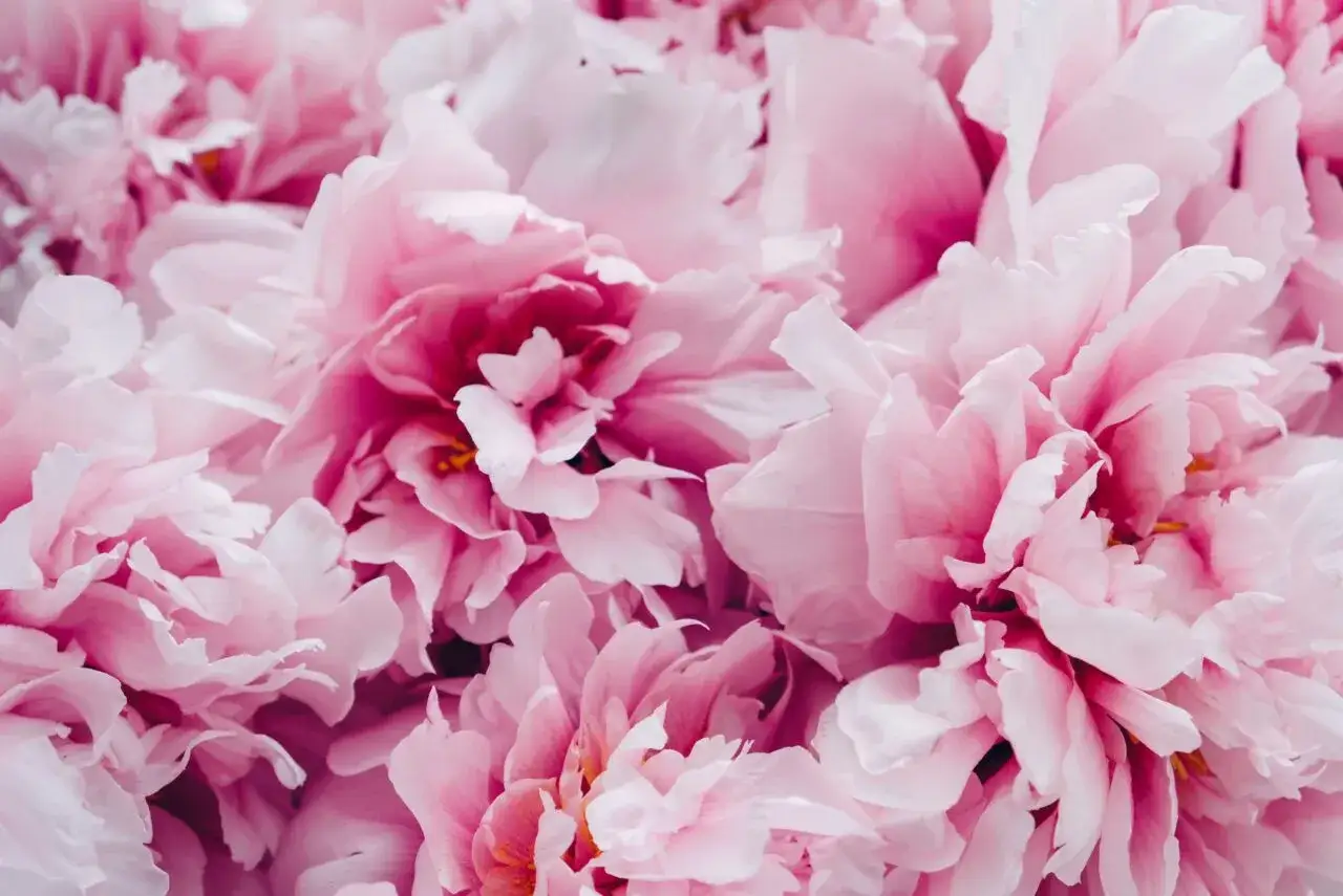 Abundancia de flores de peon&iacute;a rosa, perfectas flores de temporada junio, con p&eacute;talos suaves y voluminosos.