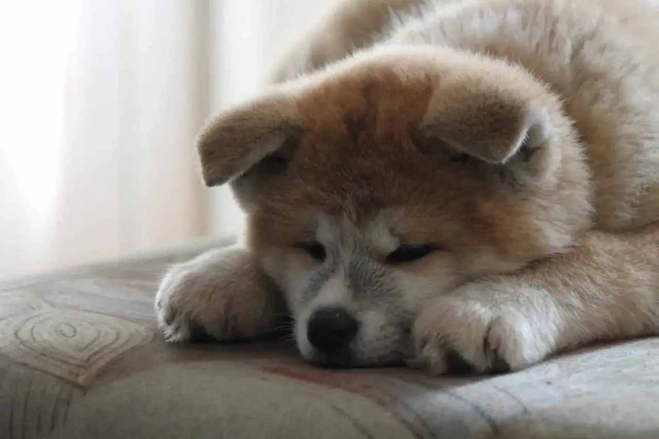 Un tierno cachorro de perro japonés Akita duerme plácidamente sobre un cojín.