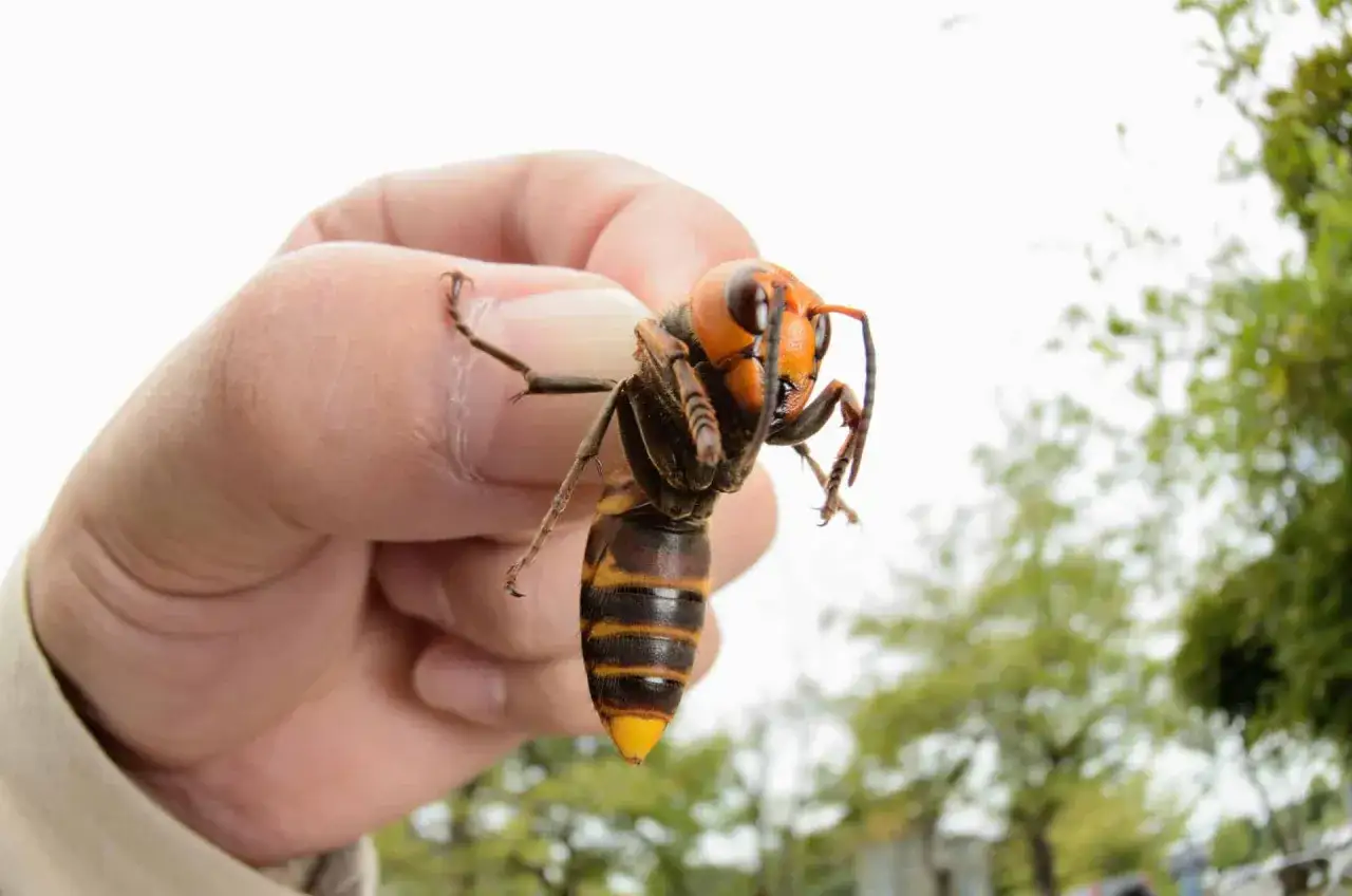 Un **ammazzasomari nero** gigante, con la sua testa arancione e il corpo a strisce, &egrave; tenuto tra le dita di una mano.