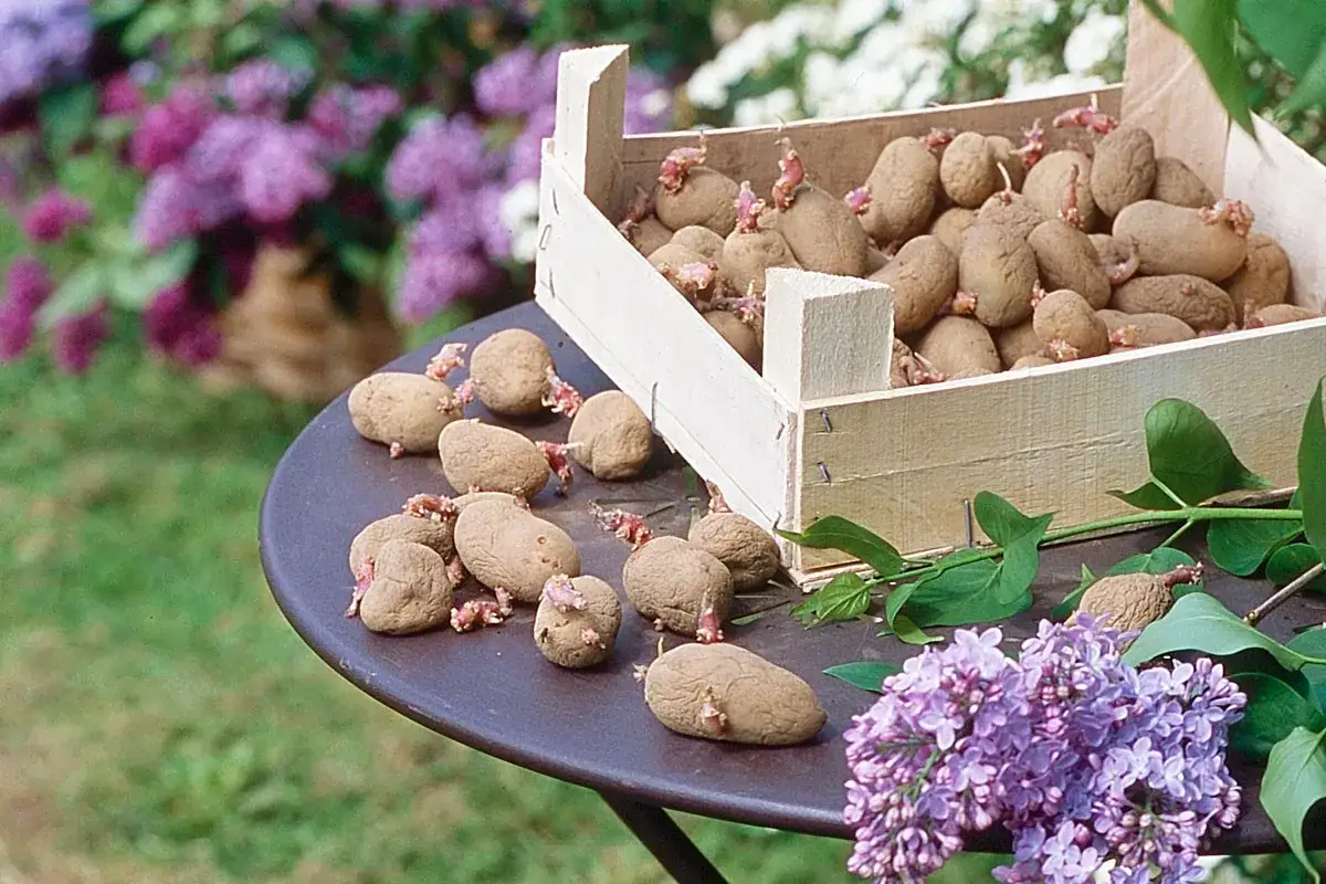 Une caisse en bois déborde d'une variete de pomme de terre germées, posée sur une table avec d'autres tubercules et des fleurs de lilas.
