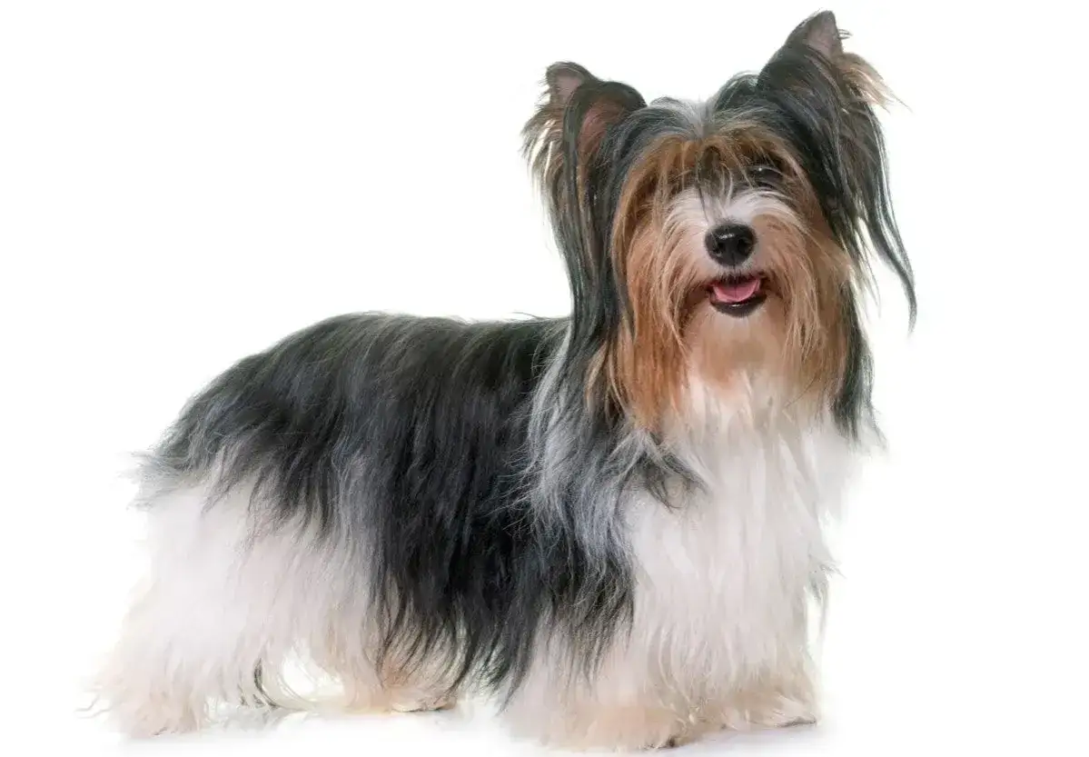 Uroczy yorkshire terrier biewer z długą, tr&oacute;jkolorową sierścią, stojący na białym tle.