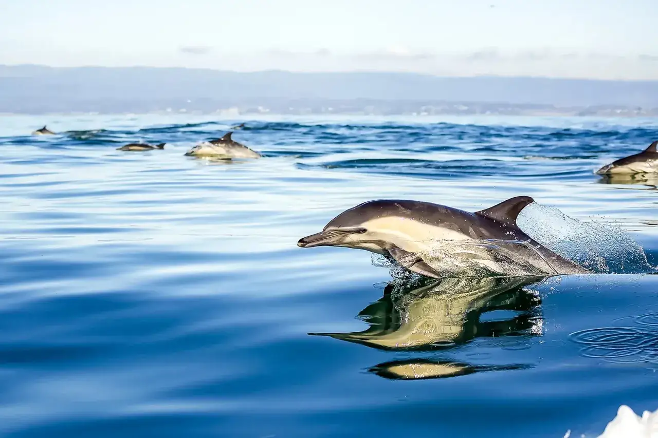 Gibraltar Delfine springen aus dem Wasser, ihre gl&auml;nzenden K&ouml;rper spiegeln sich im blauen Meer.