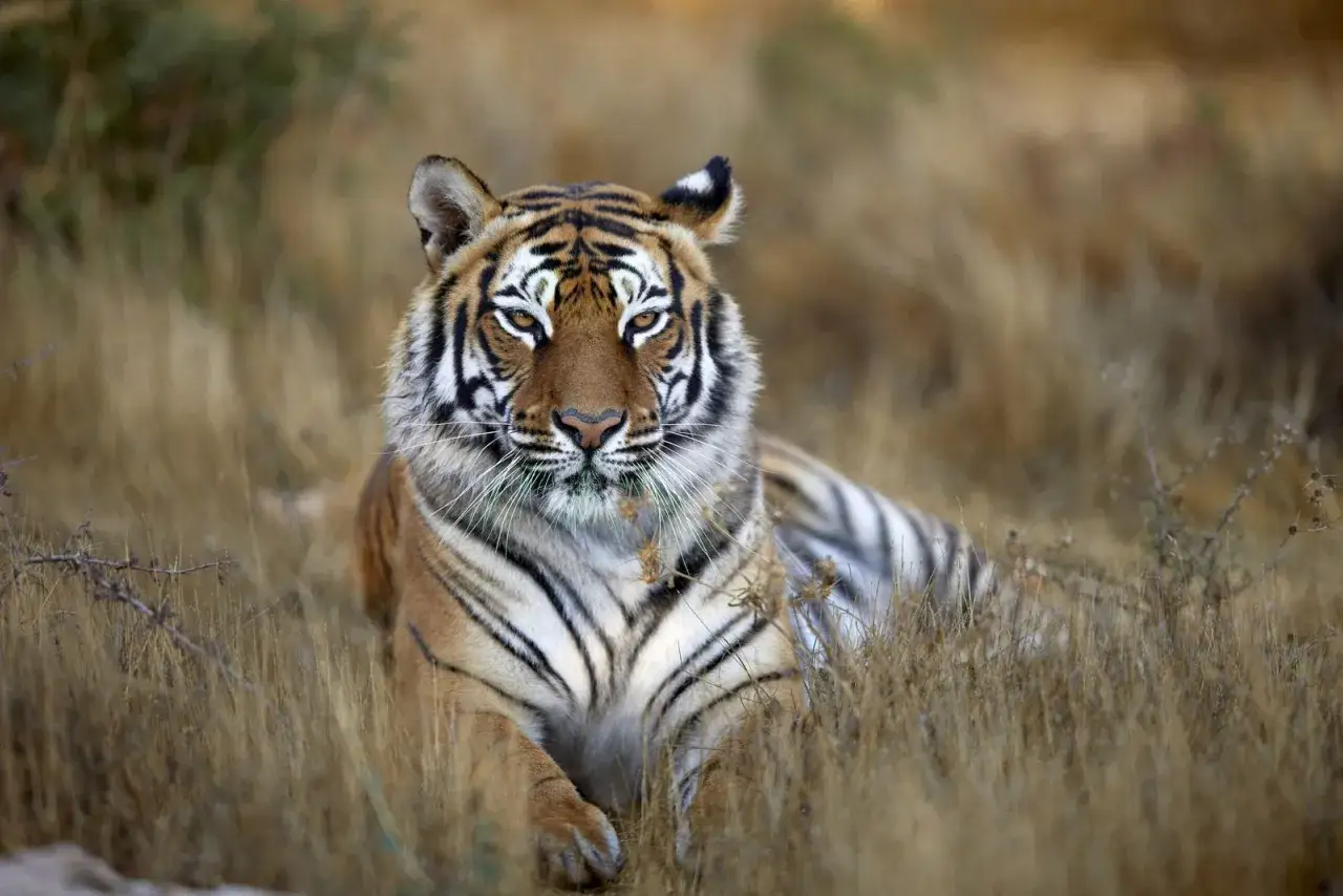 El felino más grande del mundo, un majestuoso tigre, descansa entre la hierba seca, observando con intensidad.