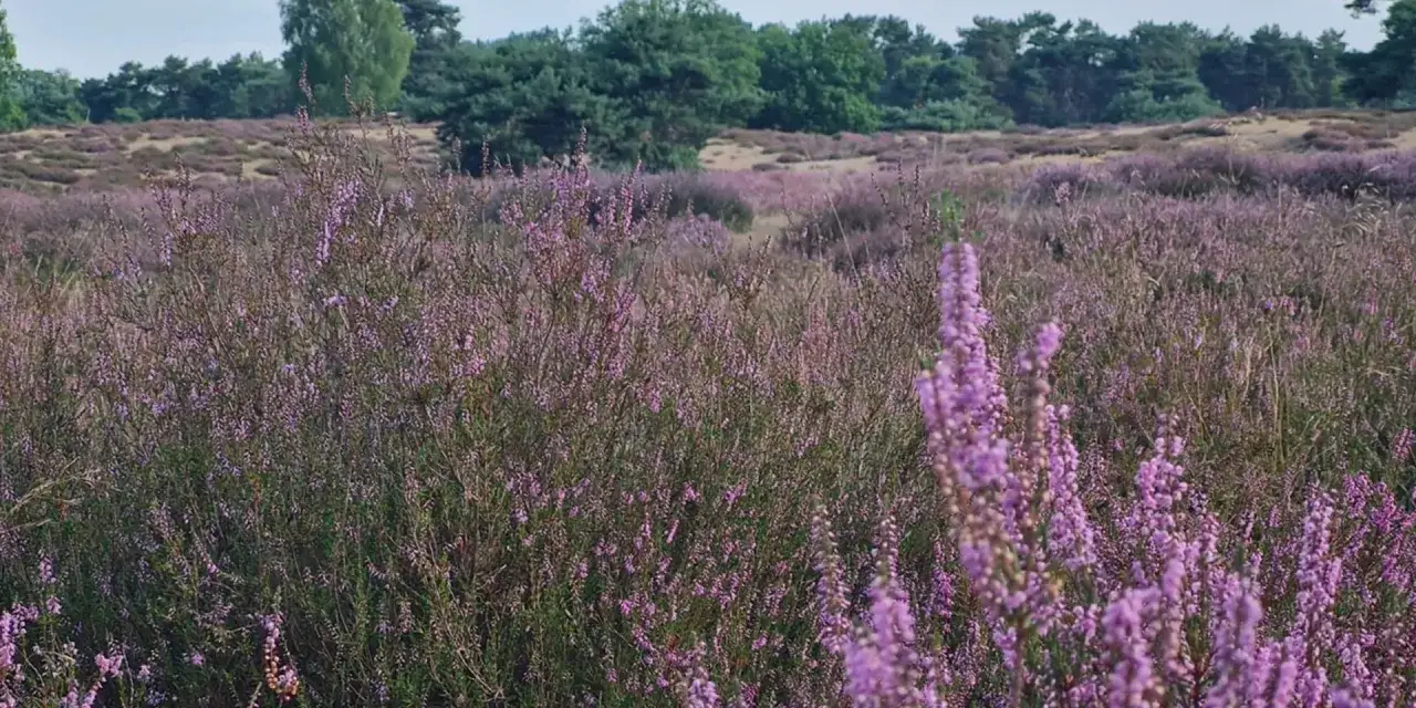 Blühende Heidefelder laden zum Westruper Heide wandern ein. Ein Meer aus lila Blüten erstreckt sich bis zum Horizont, umrahmt von grünen Bäumen.