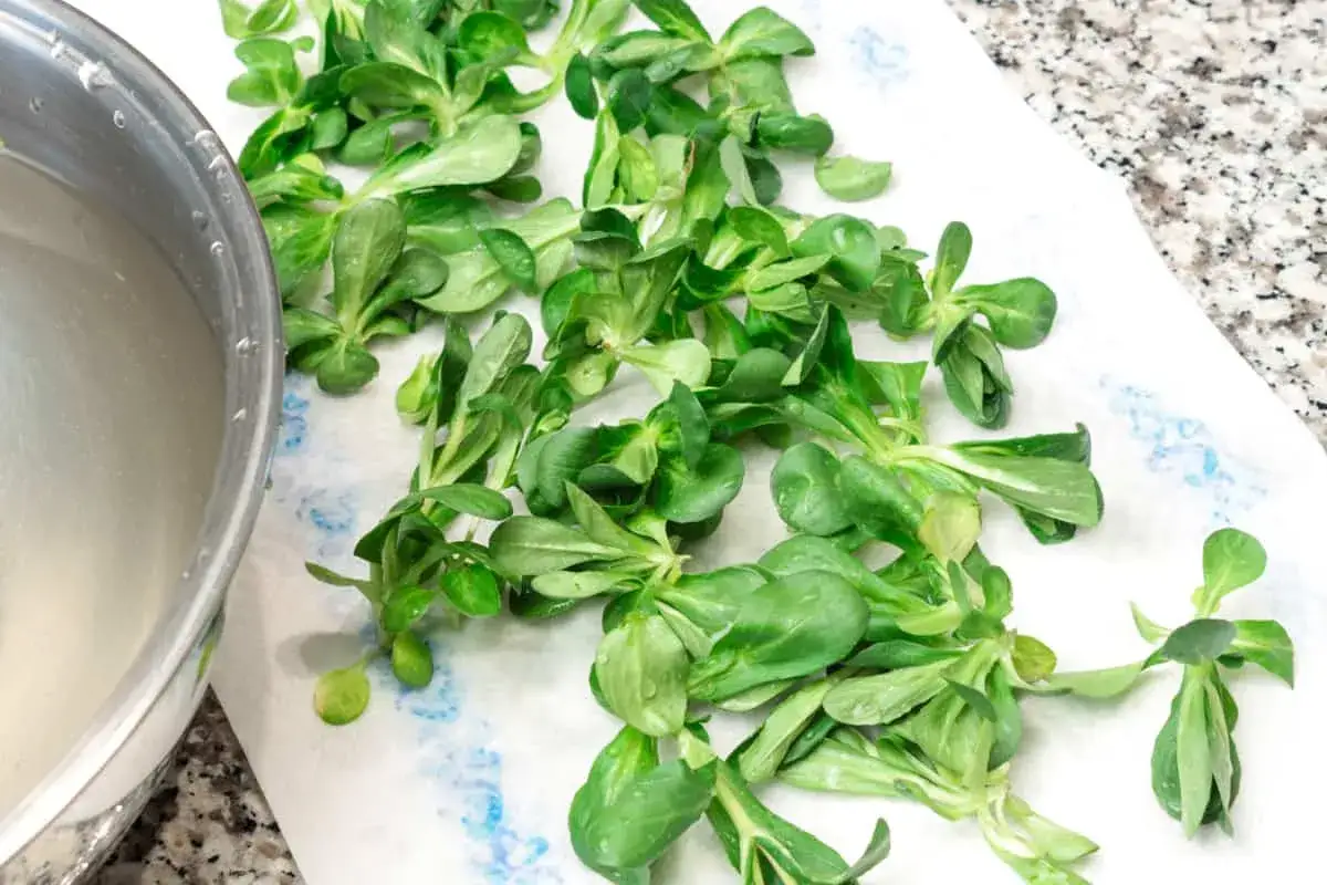 Frischer Feldsalat liegt auf Küchenpapier, bereit zum Feldsalat zubereiten. Daneben eine Schüssel mit Wasser.